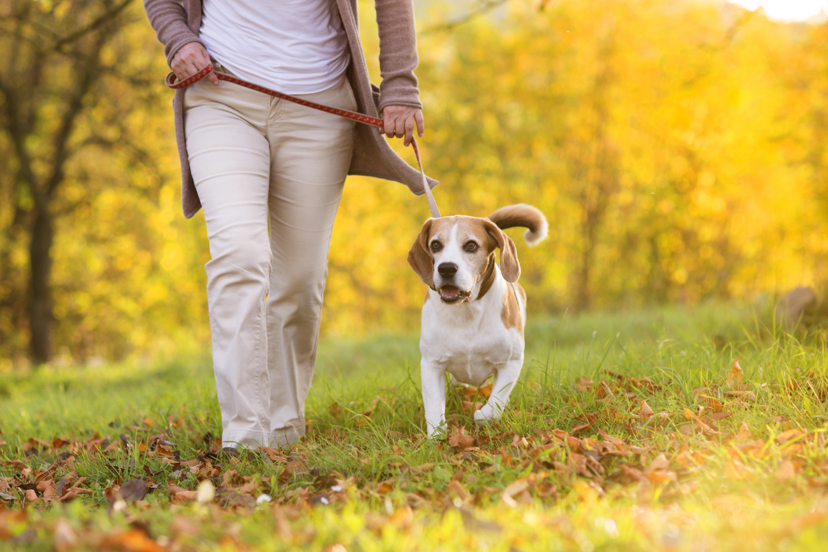Dog friendly walking routes Norwich, Norfolk